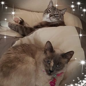 Meet your Posher, Ann